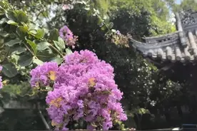 紫薇花盛放，这份姹紫嫣红的浪漫等你来邂逅→图片