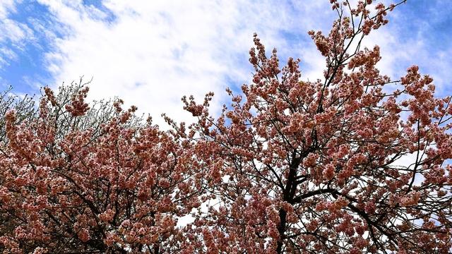 春天的打开方式，从公园徒步、赏花开启