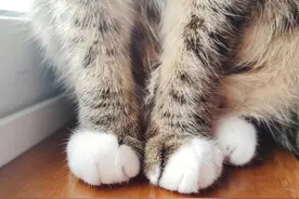 猫咪的指甲为何需要养护？它应该多久剪一次指甲？图片