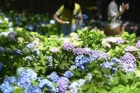 夏日浪漫来袭！绣球花开满中山植物园山坡图片