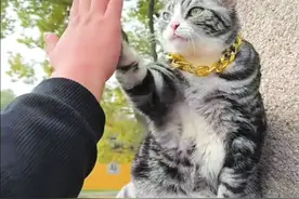 爱和游客击掌的小猫走红网络图片