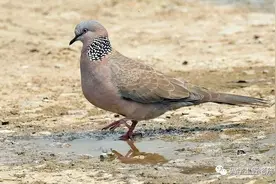 小区，飞来一只斑鸠图片