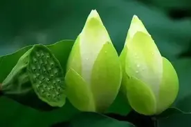 单位里的官太太们图片
