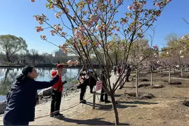 春日“顶流”上线！北京樱花观赏季开启图片
