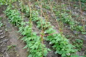 快到谷雨了，4月中旬哪些蔬菜适合种植和移栽？哪些地区不能着急图片