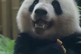 继承了北川妈妈的大脸盘子，甜出天际的“小甜包”——大熊猫北辰图片