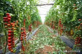 种菜时间不对，一切都白费，2025年常见蔬菜育苗和种植时间来了图片