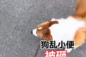 狗尿轮胎惹怒车主后续：女子发长文被网友骂哭，事件完整视频曝光图片