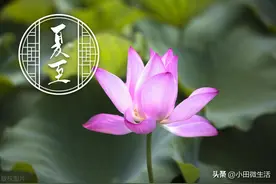 夏至的含义是什么意思，夏至的寓意和象征图片