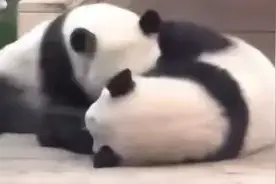 【震惊】姜爷爷偏爱之谜解开熊猫姐妹间的“较量”竟如此惊心动魄图片
