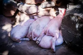 非洲猪瘟出现后应该怎么办？科普最佳预防方案图片