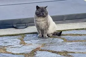 丈夫从不认为自己爱猫，直到他遇到了一只大脸猫，每天都形影不离图片
