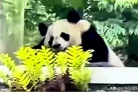 福宝邻居来打招呼了图片