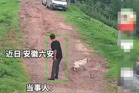 羊撞人被教训后追上来“复仇”图片
