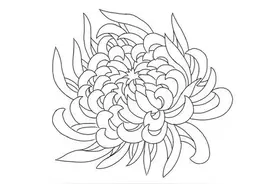20张菊花白描线稿资料，经典实用！图片