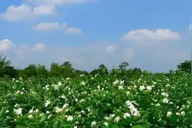 福州茉莉花茶：“双世遗”福州茉莉花茶图片