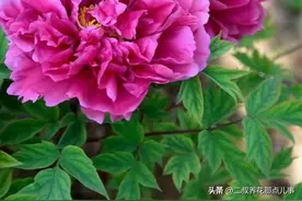 都是大实话，春栽牡丹到老不开花，你就不信邪，结果呢？图片