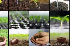 春分不种菜，后悔大半年！20多种春季蔬菜种植时间表曝光，速领取图片