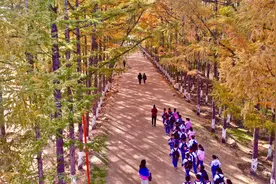 一见倾心的“黄金大道”成热门打卡地，但有一点很多人不知道…图片