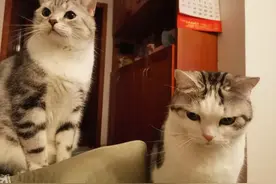 风水师谈养猫风水图片