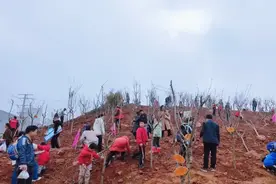 上春山，植新绿！看看这些年我们一起种过的树！图片