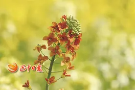 走，赏花去！三月巴中好春光，你有一份赏花攻略请查收图片