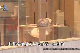 打工？弃养？但终究，“广志”失去了“美伢”......图片