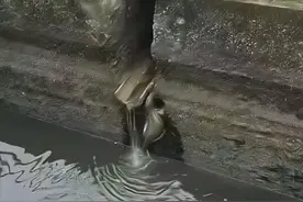第一次见到没有壳的乌龟图片
