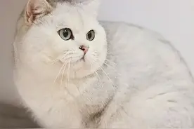 哭笑不得，大头猫咪可能是脑型肥胖图片