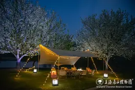 辰山植物园限时开放赏夜樱，还上线了“追花套票”图片