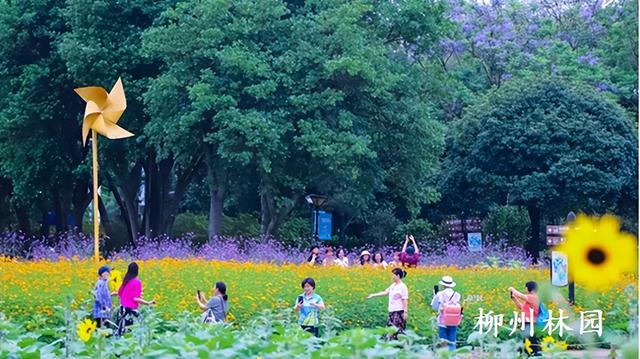 柳州市雀儿山公园硫华菊花海上线