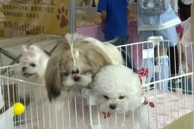 “人宠双向友好”！看宠物、参赛、拍美照，这个周末去逛“宠博会”吧~图片