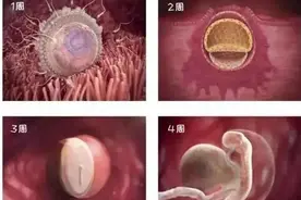 超全，孕妈快收藏！孕1-10个月胎儿发育动态和注意事项都在这里！图片