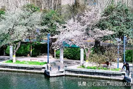樱花盛放,公园及水系沿线再添春色图片