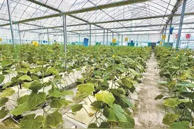 【深圳特区报】深圳聚力推进“百千万工程”走深走实图片