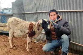 羊病难题之羊不吃不喝，一招教你识别羊病，养羊变得更轻松图片