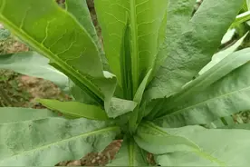 广东人最喜欢的一种蔬菜，几乎每天每餐都是它图片
