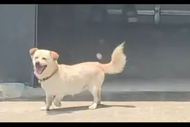 狗狗以为主人回来了高兴到不行，一看是主人的男友，立马翻脸了！图片
