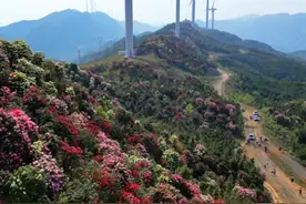 贵州一片杜鹃花海被大火烧了，如此美丽的景观一夜消失，令人悲伤图片