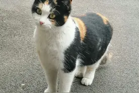 猫界中“最不受欢迎”的猫，特别是后面两种，有人说白送都不要图片