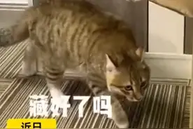 主人见流浪猫可怜便将它带回了家，原住猫被吓倒，躲进缝隙“躲猫猫”图片