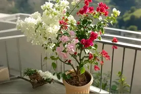 多色三角梅就是“植物刺客”！看着漂亮，养起来全是坑！图片