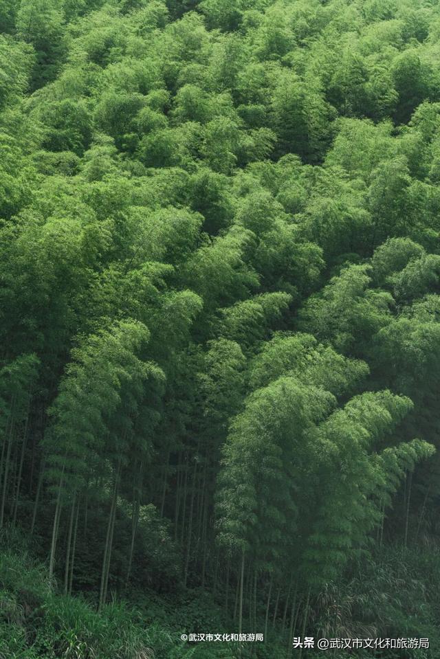 直冲30℃，咸宁请客，出来玩！