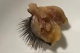 吓到我了！吃饭吃到这个猪眼睛，猪睫毛，让我忍不住浮想联翩呀！图片