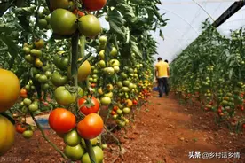 哪些肥料是氮肥、磷肥和钾肥？有机肥含什么肥料？蔬菜喜欢什么肥图片