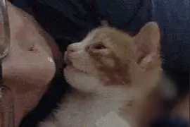崩溃！男友对猫比对我还好，还要不要过了？图片
