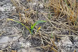 除草剂打完几个小时下雨不影响药效，用除草剂出现药害怎么办？图片
