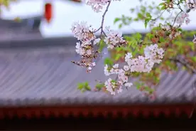 樱花季暴击！这些地方浪漫值拉满图片
