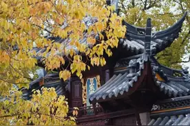 为了撸猫，我去了趟苏州西园寺！图片
