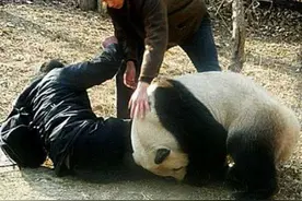 史上最凶残的一只熊猫，连伤4人之后饲养员大怒：它受了大委屈！图片